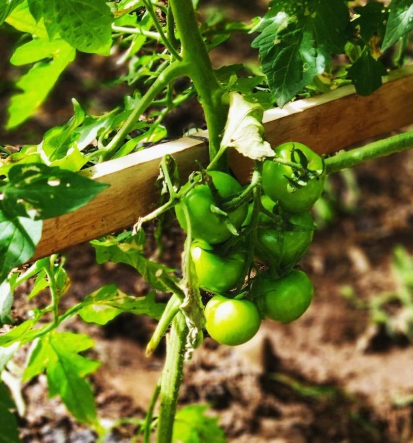 Finca El Trazo Tacoronte Dış mekan fotoğraf