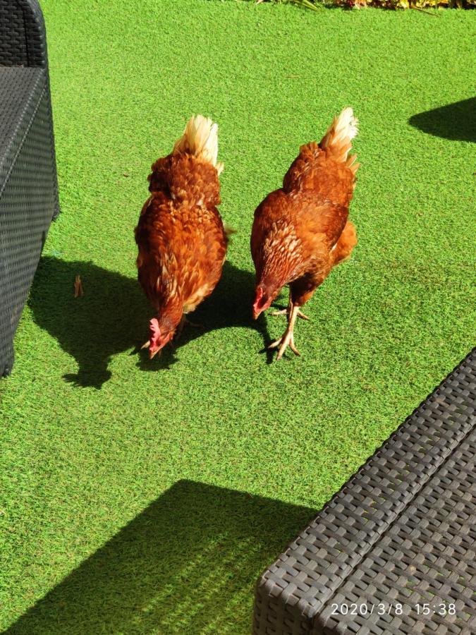 Finca El Trazo Tacoronte Dış mekan fotoğraf