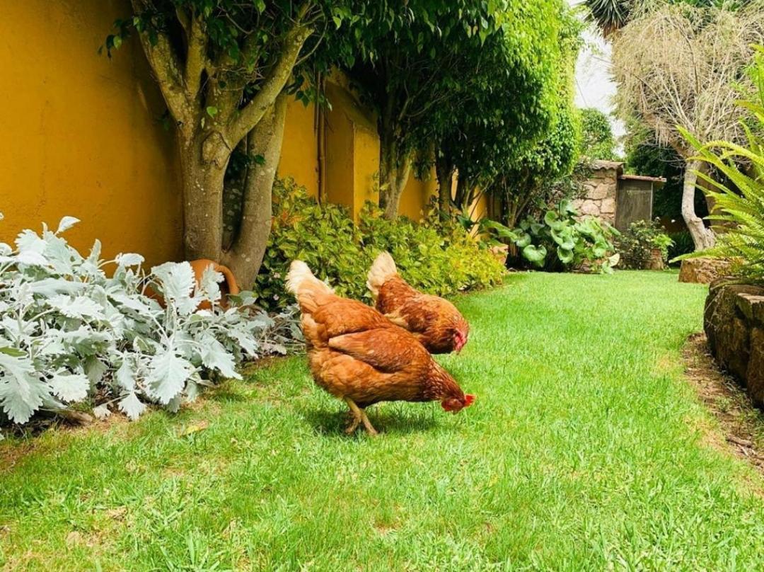 Finca El Trazo Tacoronte Dış mekan fotoğraf